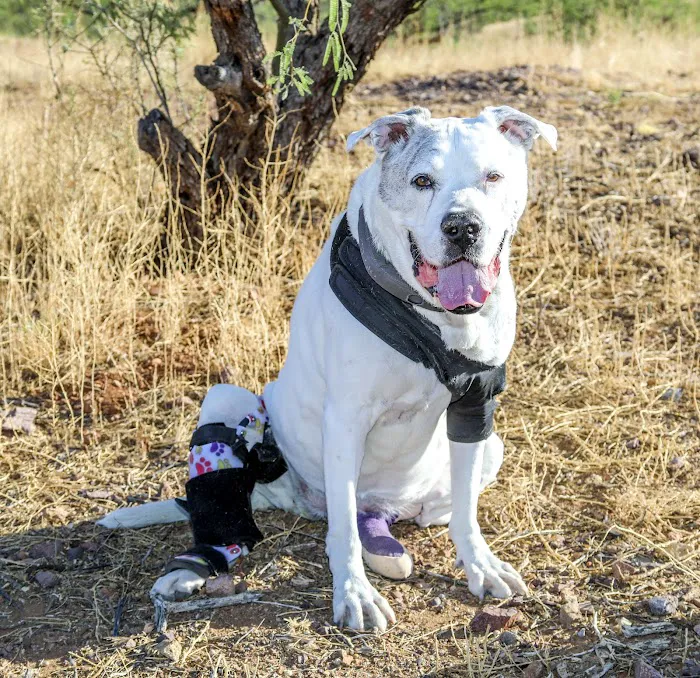 Arizona Animal Hospital Picture 10