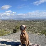 Arizona Animal Hospital