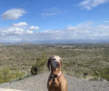 Arizona Animal Hospital