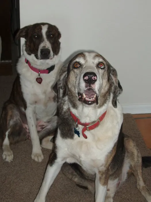 Dynamite Creek Animal Hospital Picture 4
