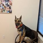 Dynamite Creek Animal Hospital