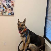 Dynamite Creek Animal Hospital ico
