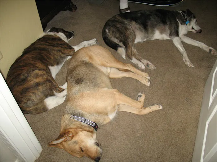 Dynamite Creek Animal Hospital Picture 5