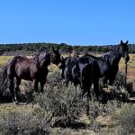 bryan BUCHANAN DVM MS