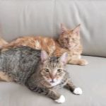 Veterinary Partners PLC