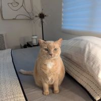 Rio Verde Animal Hospital ico
