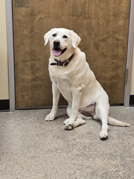 Rio Verde Animal Hospital Picture 5