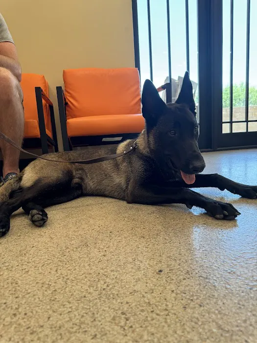 Rio Verde Animal Hospital Picture 2