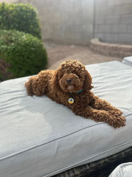 Rio Verde Animal Hospital Picture 9