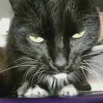 Animal Hospital At Tatum Ranch