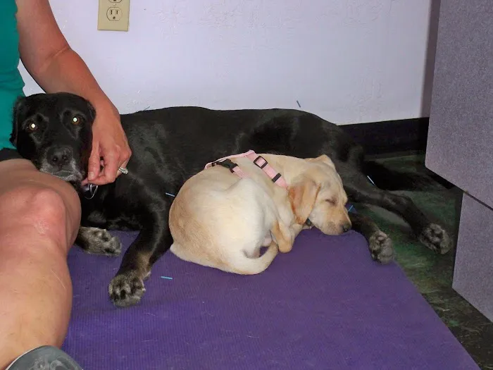 Animal Hospital At Tatum Ranch Picture 5