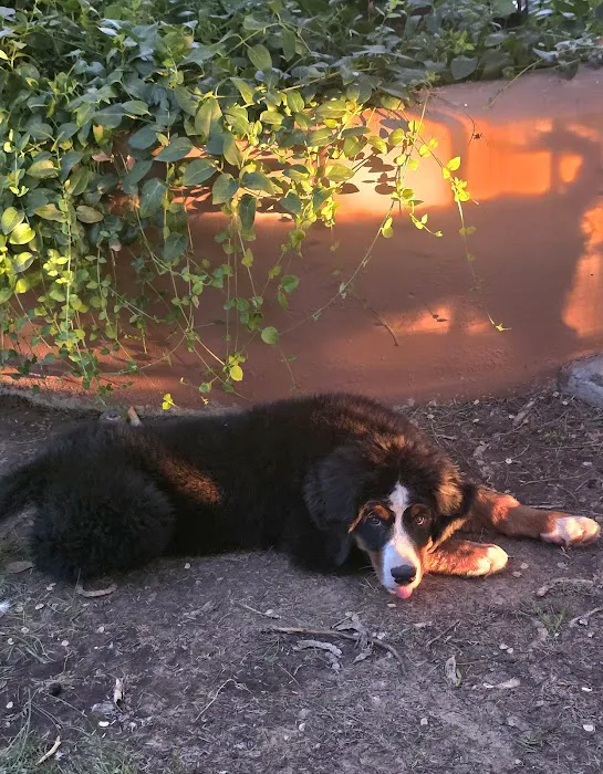 Arizona Skies Animal Hospital Picture 1