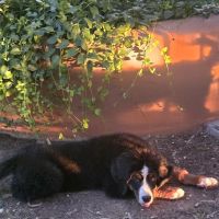 Arizona Skies Animal Hospital ico