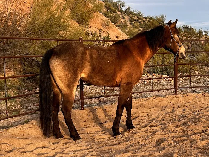 Chaparral Veterinary Medical Center Picture 10
