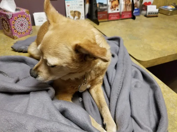 Chaparral Veterinary Medical Center Picture 7