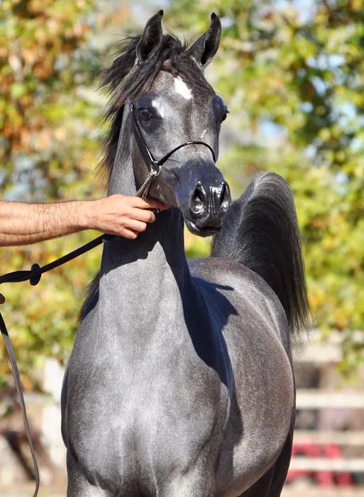 Chaparral Veterinary Medical Center Picture 8