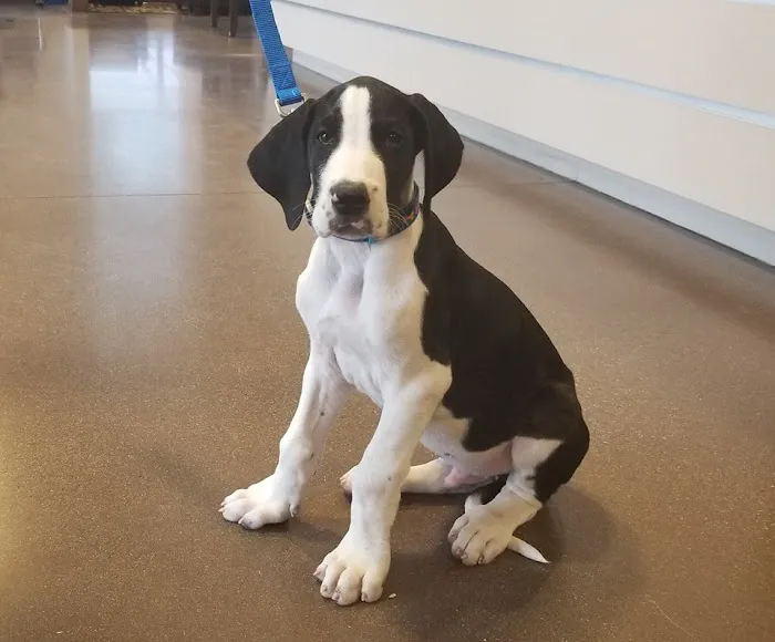 Chaparral Veterinary Medical Center Picture 6