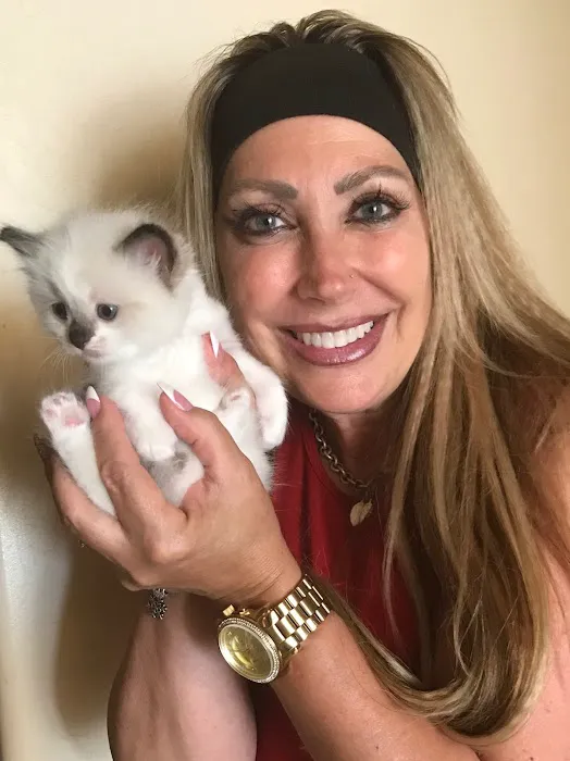 Razmataz Ragdoll Cats Picture 2