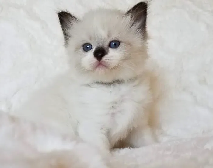 Razmataz Ragdoll Cats Picture 1
