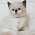 Razmataz Ragdoll Cats