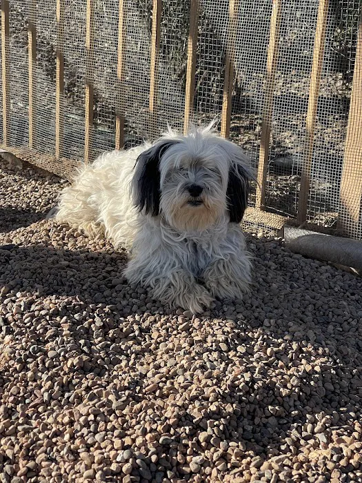 Lovet Pet Health Care - Dove Valley Picture 5