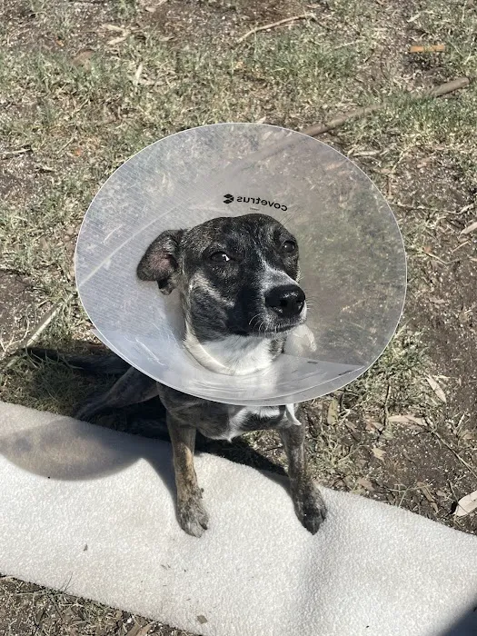 Lovet Pet Health Care - Dove Valley Picture 8