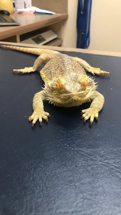 Lovet Pet Health Care - Dove Valley Picture 1