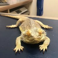 Lovet Pet Health Care - Dove Valley ico