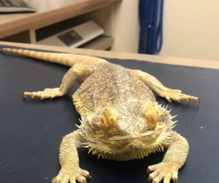 Lovet Pet Health Care - Dove Valley