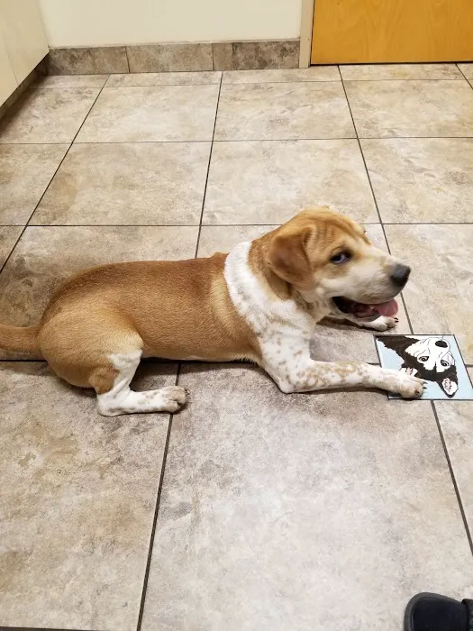 Lovet Pet Health Care - Dove Valley Picture 3