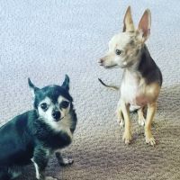 New River Veterinary Hospital ico