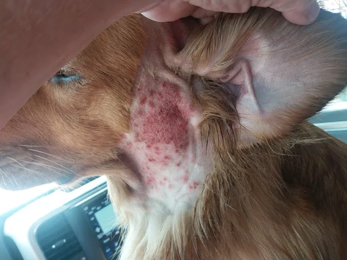 New River Veterinary Hospital Picture 10