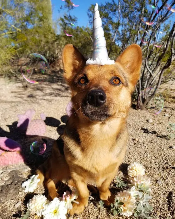 Animal Health Services of Cave Creek Picture 3