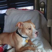 Animal Health Services of Cave Creek ico