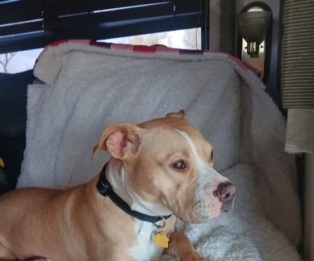 Animal Health Services of Cave Creek