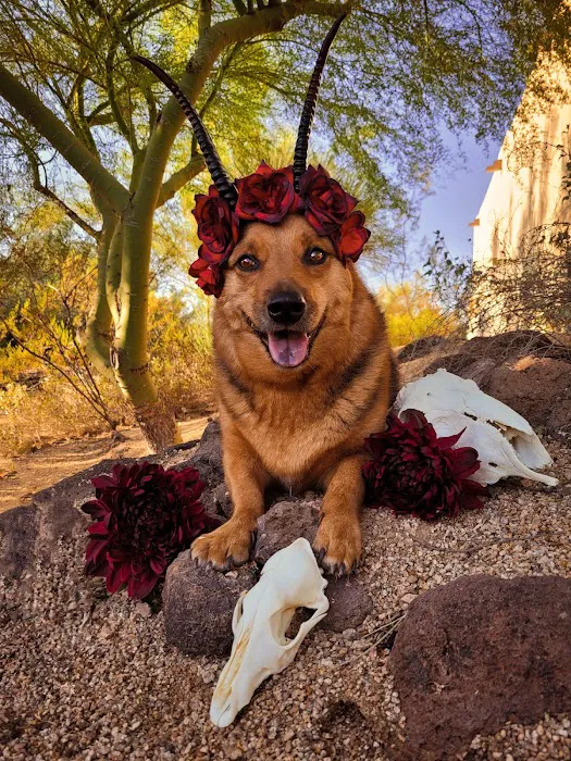 Animal Health Services of Cave Creek Picture 4