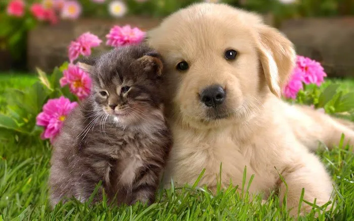 Desert Forest Animal Hospital Picture 4