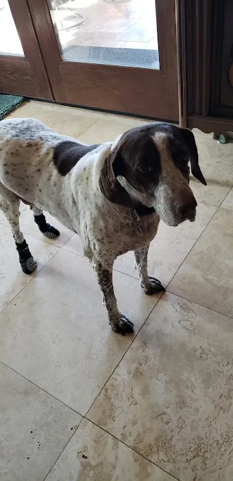 Desert Forest Animal Hospital Picture 1