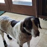 Desert Forest Animal Hospital