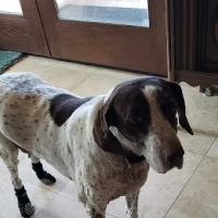 Desert Forest Animal Hospital ico