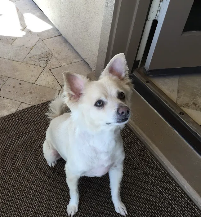 Pets At Peace Picture 5