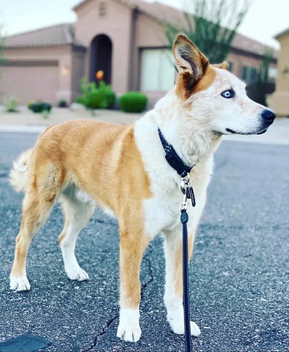 Pets At Peace Picture 7