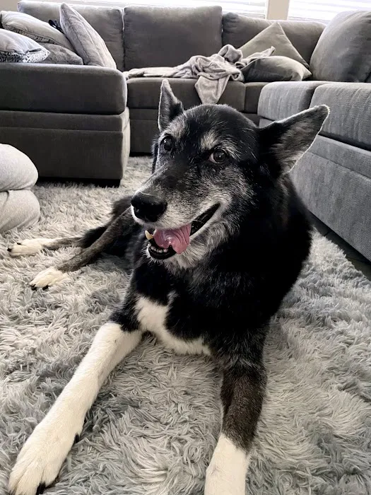 Pets At Peace Picture 4