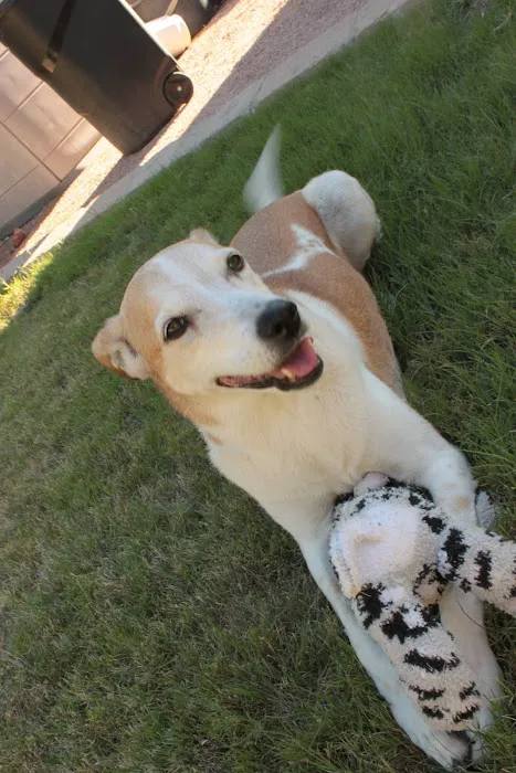 Pets At Peace Picture 1