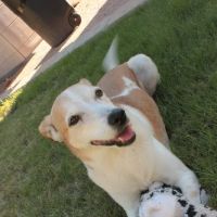 Pets At Peace ico