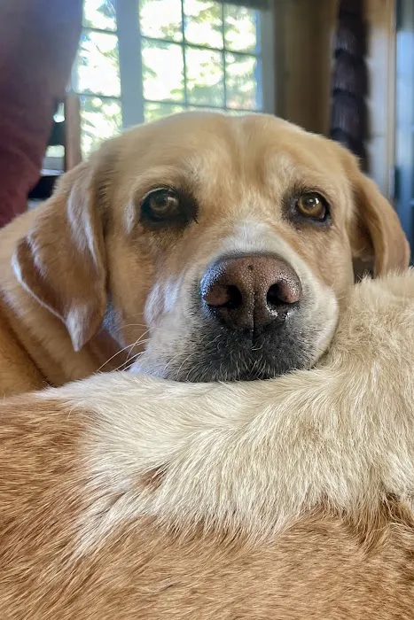 Pets At Peace Picture 9