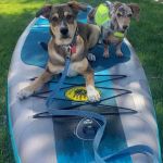 Animal House Veterinary Clinic