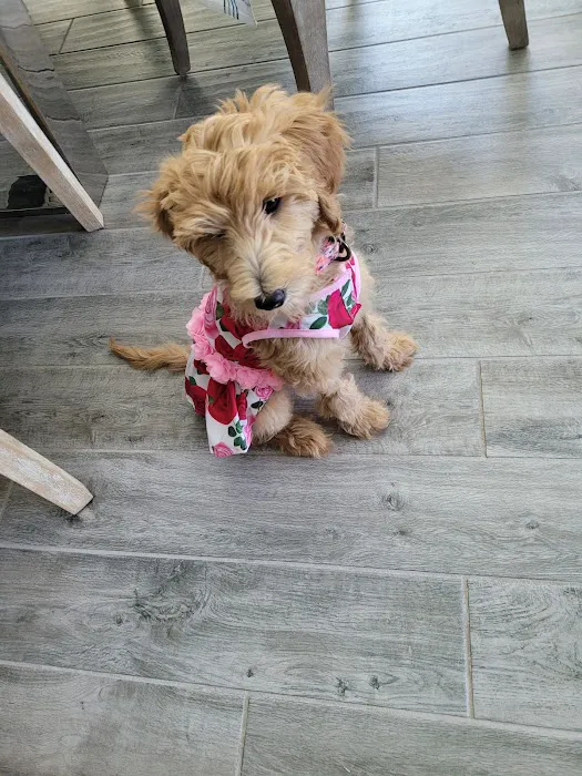 Gilbert Queen Creek Emergency Veterinarian & Pet Urgent Care Picture 7