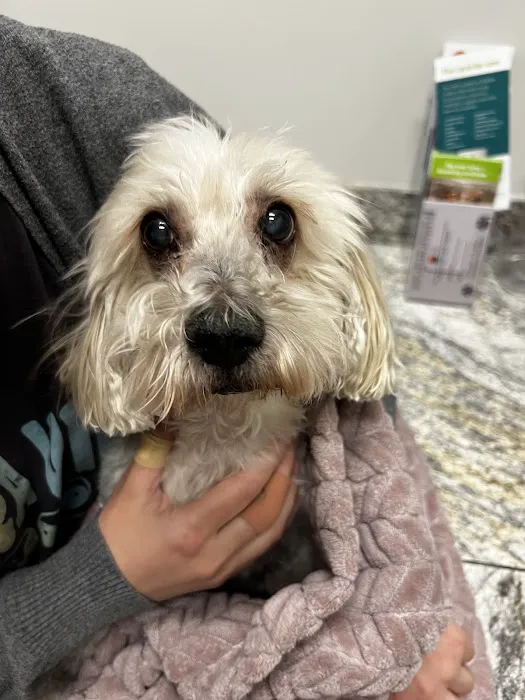 Gilbert Queen Creek Emergency Veterinarian & Pet Urgent Care Picture 8