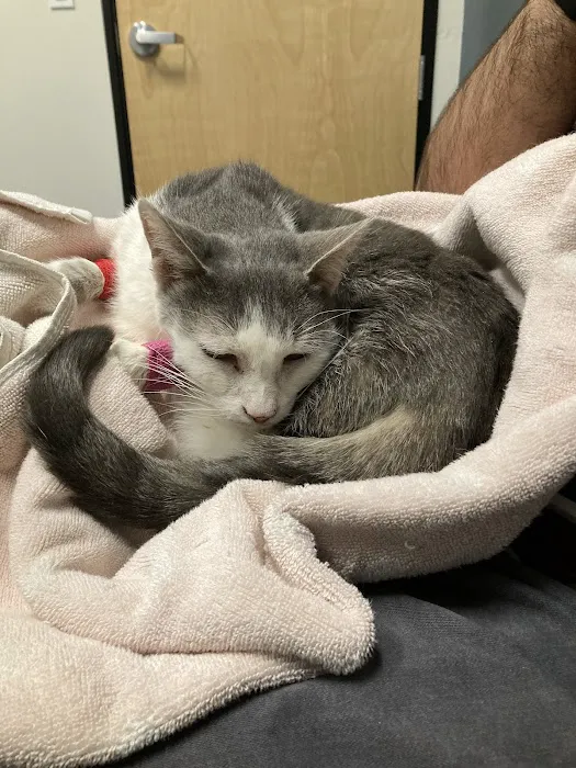 Gilbert Queen Creek Emergency Veterinarian & Pet Urgent Care Picture 4